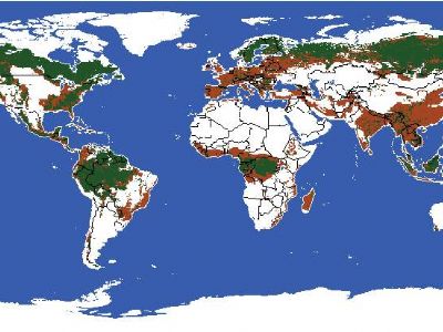 世界森林资源分布