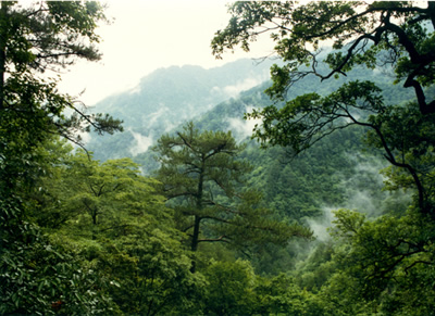 國家林業(yè)局從嚴(yán)考核重點(diǎn)林木良種基地