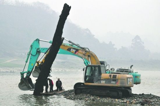 四川岷江挖出8吨重乌木，将公开拍卖上缴国库