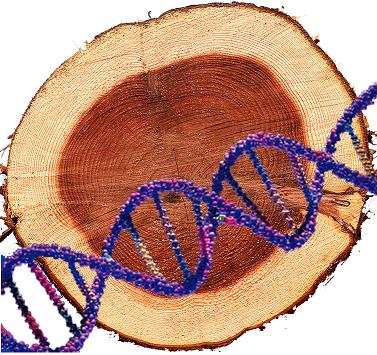 木材高溫干燥及長期存儲木材DNA識別技術研究取得新進展