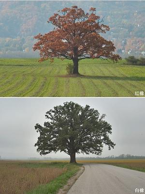 如何區(qū)分紅橡和白橡