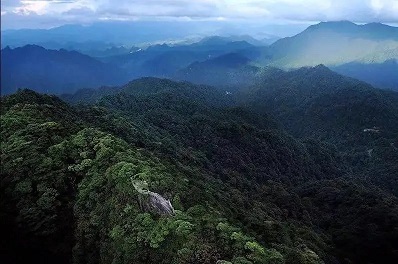 广东小树苗为国储下大径材