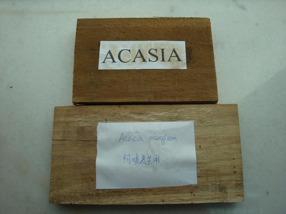 ACASIA,相思木