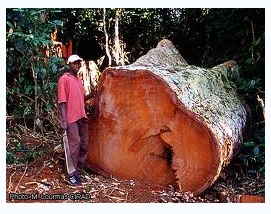 西非桃花芯（mahogany）