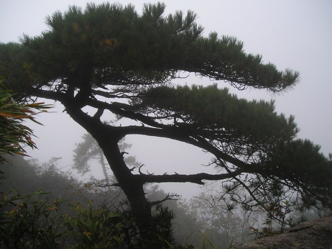 出售國(guó)內(nèi)青松原木