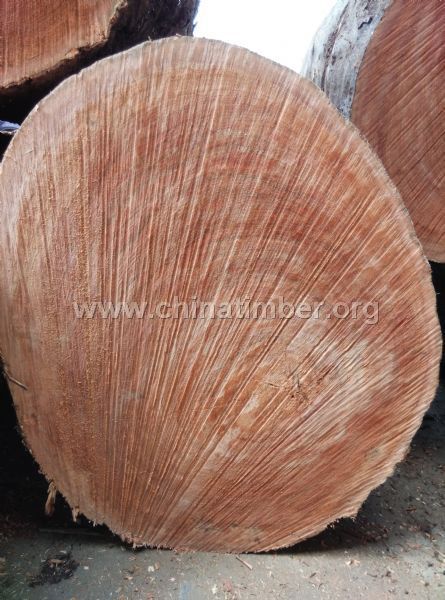 大量供應(yīng)唐木/番龍眼原木原材進口木材現(xiàn)貨