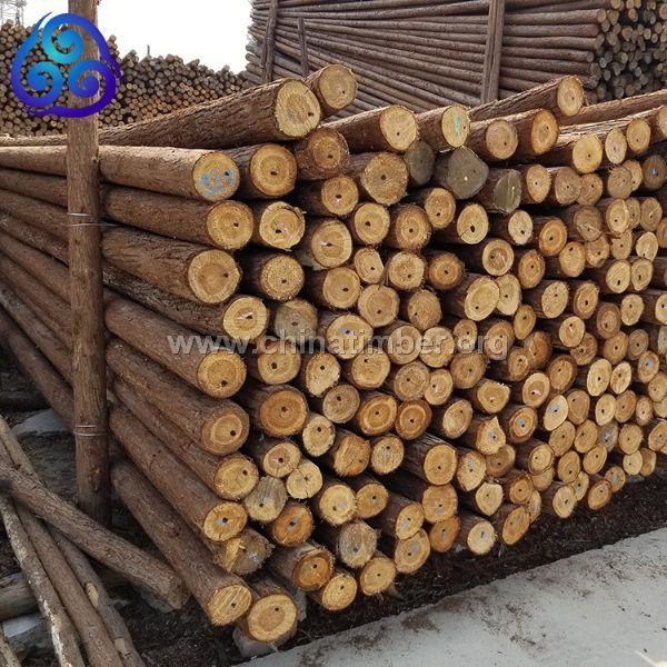 貨場直供大小直徑多種長度杉桿杉木桿綠化桿沙桿支持訂