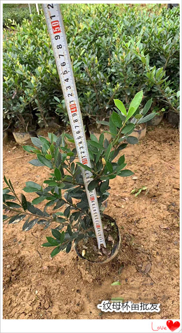 浏阳纹母小苗农户越买越心酸,纹母杯苗-小毛球将取代