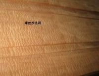 球纹沙比利