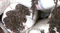 印尼马尾藻，大叶菜，海藻