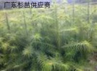 速生造林苗木杉苗松苗桉树苗