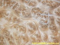 山香果树榴木皮