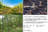 槐木桩---葡萄庄园专用立桩