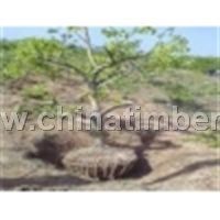 供規格山楂樹 山楂樹管理