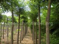 占地國槐 刺槐 8公分國槐價格