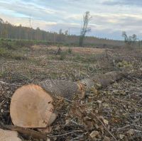 欧洲白蜡原木期货德国白腊