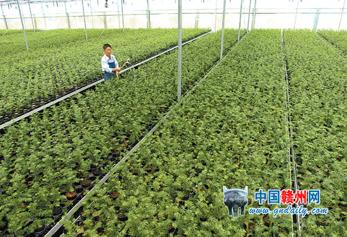 江西最大苗木繁育基地在全南