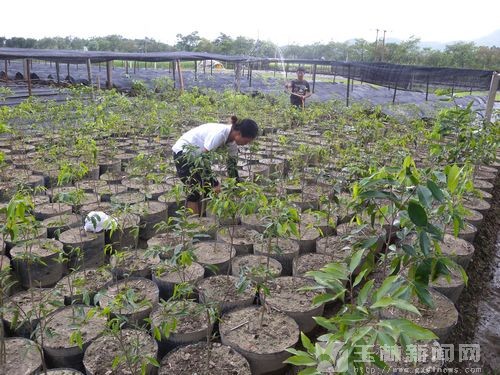 珍贵树种遇开发热 从业者:沉香木种植需理性发展