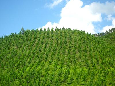 国家林业局下达2013年营造林生产计划