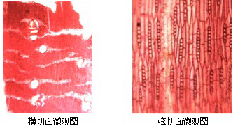 草花梨及几种构造相似木材辨析