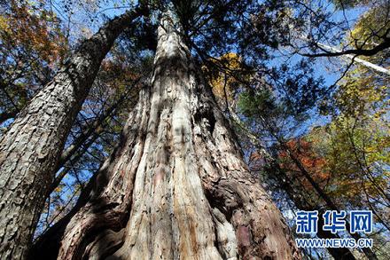 中国“紫杉王”：2735岁