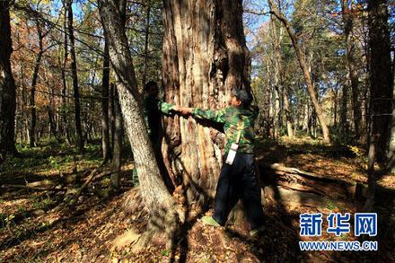 年龄第二大的紫杉1827岁，三人才能合抱