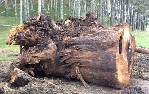 贝壳杉阴沉木与现代木的特征和比较_木业资讯-木材网